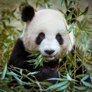 Chengdu Panda Base + Dujiangyan